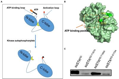 Inhibitors targeting the autophosphorylation of serine/threonine kinase of Streptococcus suis show potent antimicrobial activity